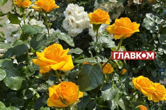 В Україні мінлива хмарність та короткочасні дощі: погода на 11 червня