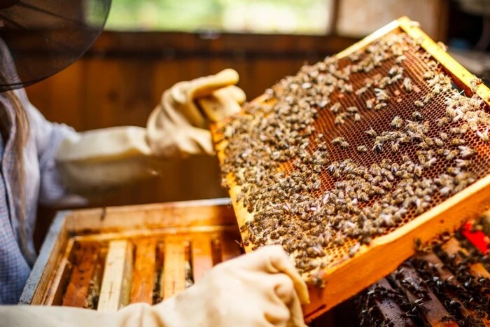 In der Ukraine ist die Anzahl der Bienen erheblich zurückgegangen: Grund