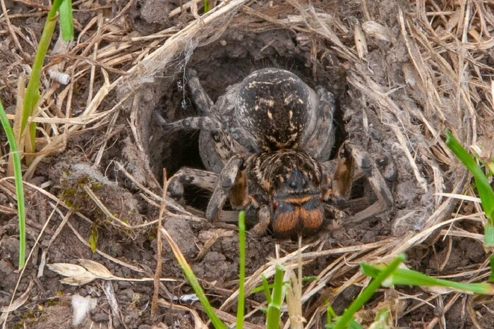 Najazd tarantuli na Dniepropietrowszczyźnie. Specjalista wyjaśnił przyczynę i czy warto się bać