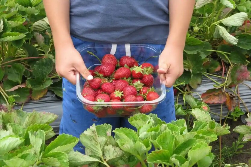 Ukrainern wurde gesagt, wo man Beeren in Deutschland, Polen und Tschechien sammeln kann: Lifehacks und Preise