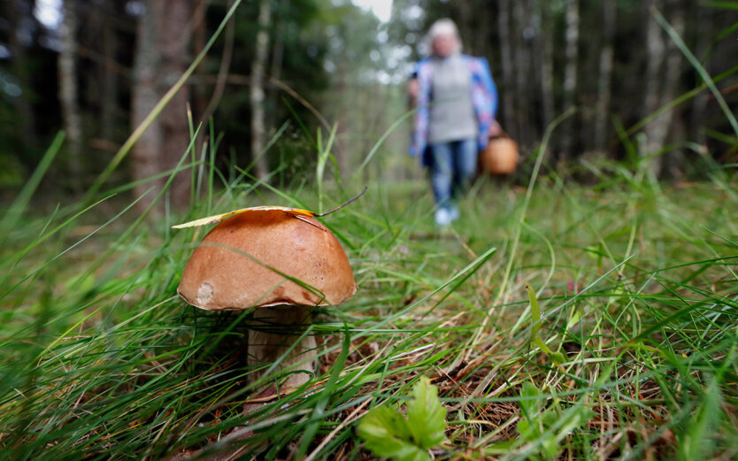 Ukrainians may be fined for collecting mushrooms and berries: what you need to know