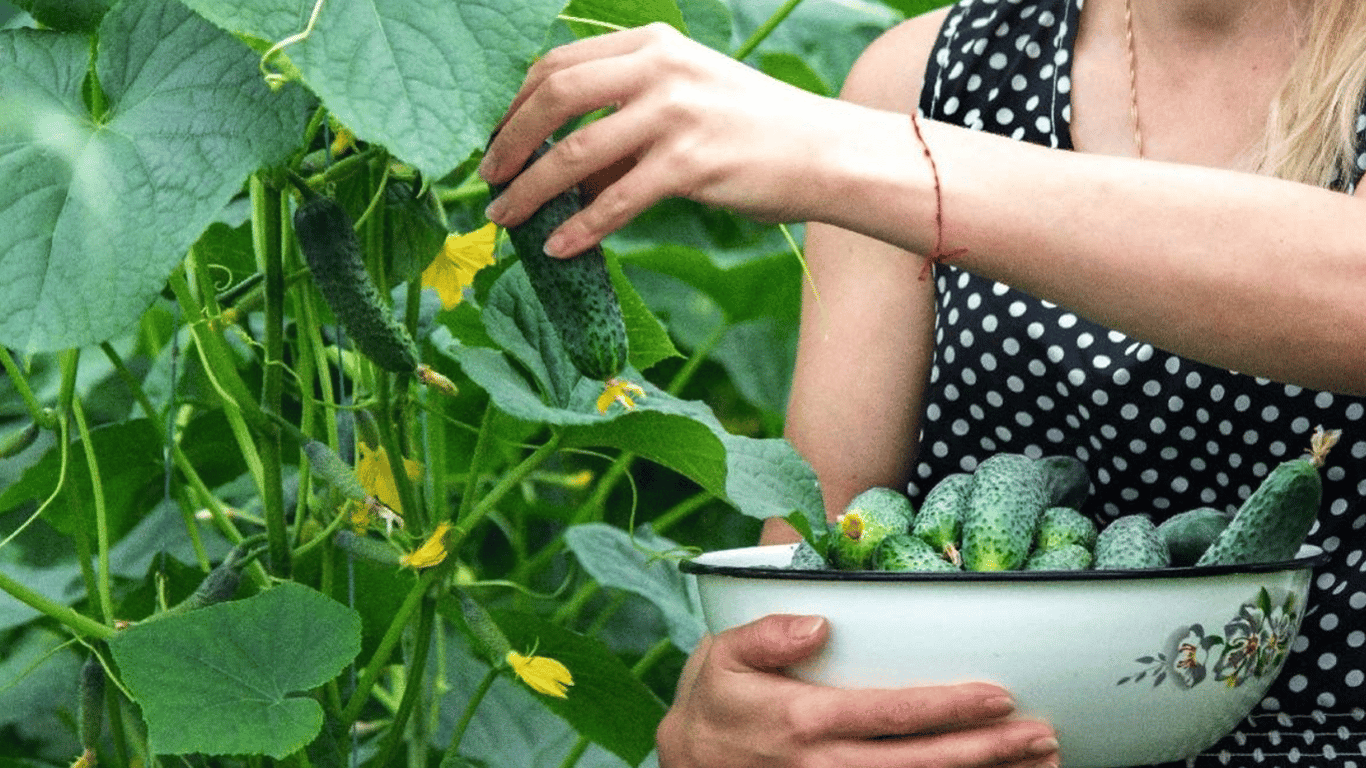 The Best Cucumber Varieties in Ukraine that Can Be Grown in the Heat