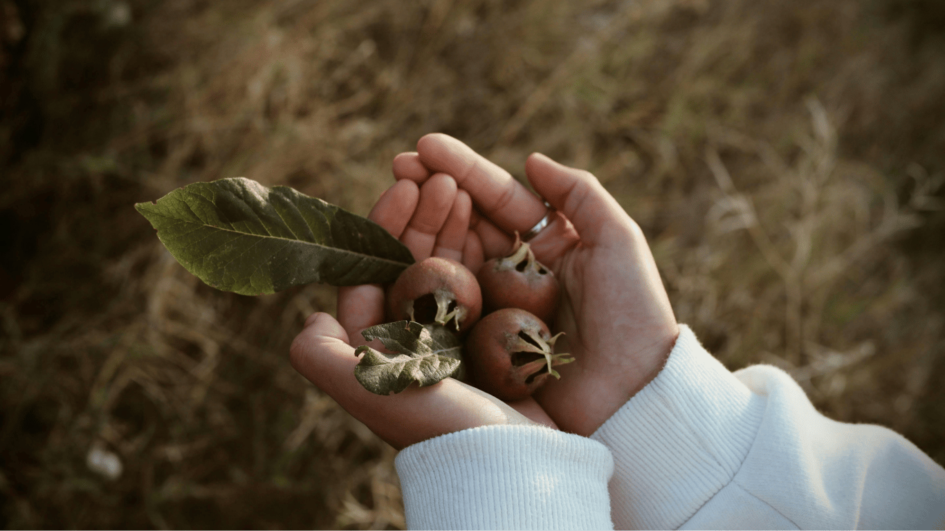 You can receive a fine for collecting nuts - for what you will be punished in 2025