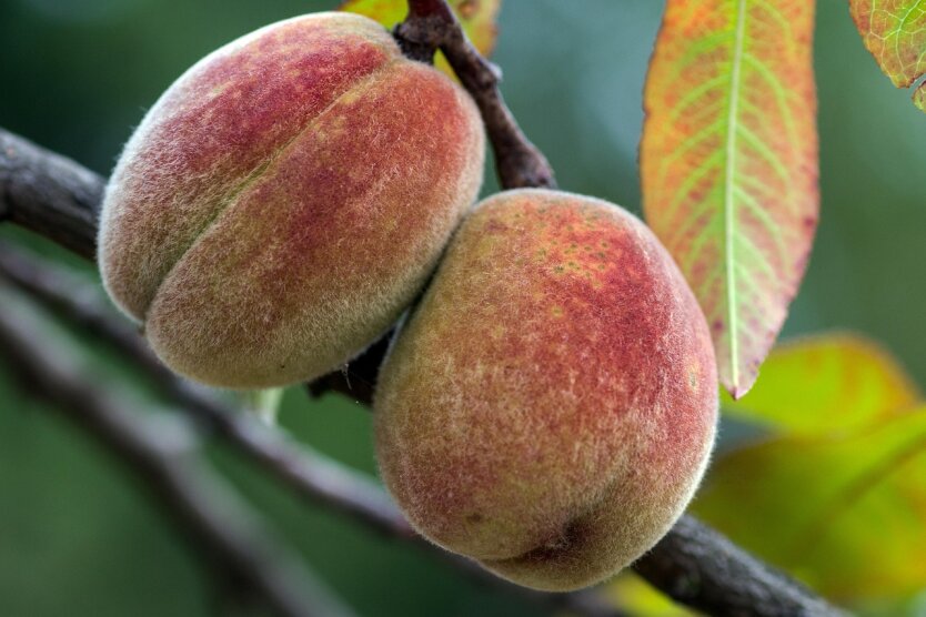 Prices for peaches and apricots in Ukraine will soar: farmers named the reason